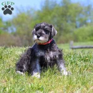 Layla, Miniature Schnauzer Puppy